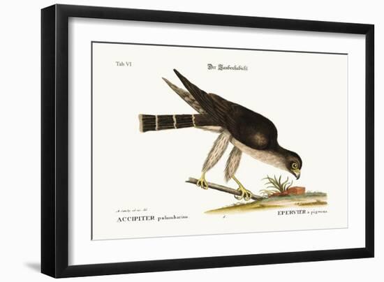 The Pigeon Hawk, 1749-73-Mark Catesby-Framed Giclee Print