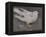 The Pigeon-Joseph Crawhall-Framed Premier Image Canvas