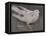 The Pigeon-Joseph Crawhall-Framed Premier Image Canvas