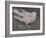 The Pigeon-Joseph Crawhall-Framed Giclee Print