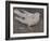 The Pigeon-Joseph Crawhall-Framed Giclee Print