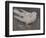 The Pigeon-Joseph Crawhall-Framed Giclee Print