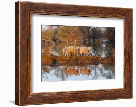 The Pigs of Maliuc, Animals, Danube Delta, Ramsar, Romania-Martin Zwick-Framed Photographic Print