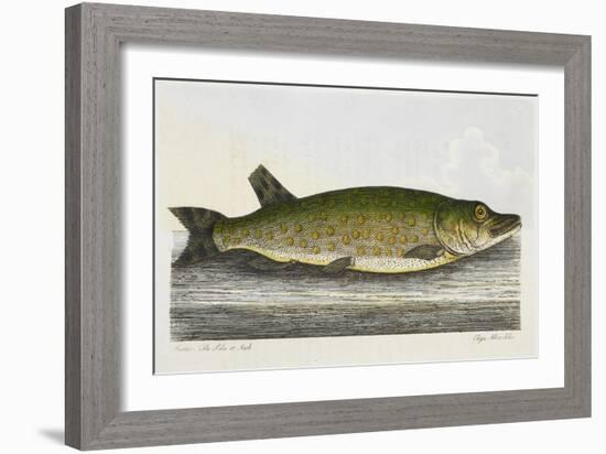 The Pike Or Jack-E. Albin-Framed Giclee Print