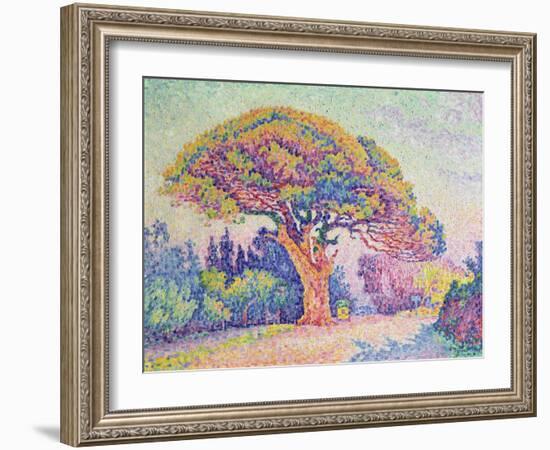 The Pine Tree at St. Tropez, 1909 (Oil on Canvas)-Paul Signac-Framed Giclee Print