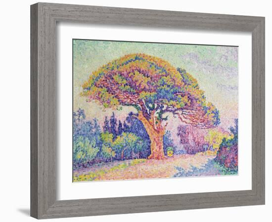 The Pine Tree at St. Tropez, 1909 (Oil on Canvas)-Paul Signac-Framed Giclee Print