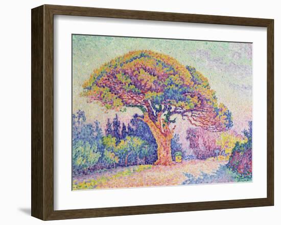 The Pine Tree at St. Tropez, 1909 (Oil on Canvas)-Paul Signac-Framed Giclee Print