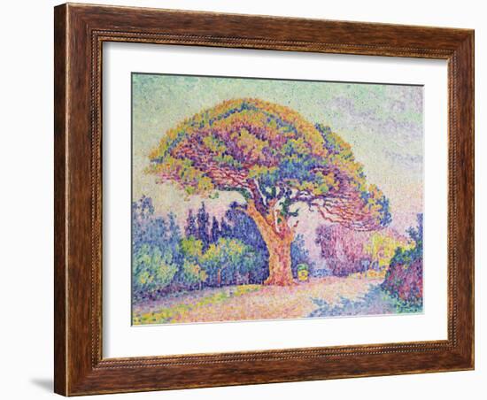 The Pine Tree at St. Tropez, 1909 (Oil on Canvas)-Paul Signac-Framed Giclee Print