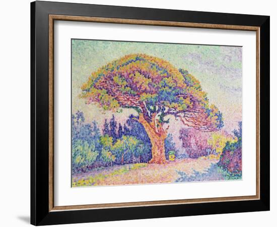 The Pine Tree at St. Tropez, 1909 (Oil on Canvas)-Paul Signac-Framed Giclee Print