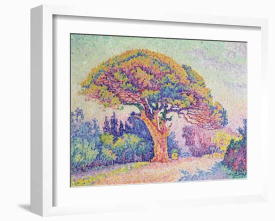 The Pine Tree at St. Tropez, 1909 (Oil on Canvas)-Paul Signac-Framed Giclee Print