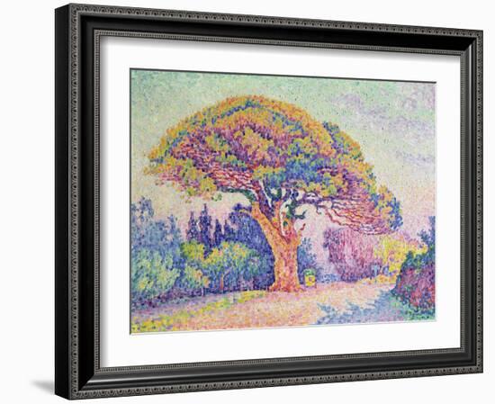 The Pine Tree at St. Tropez, 1909 (Oil on Canvas)-Paul Signac-Framed Giclee Print