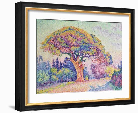 The Pine Tree at St. Tropez, 1909 (Oil on Canvas)-Paul Signac-Framed Giclee Print