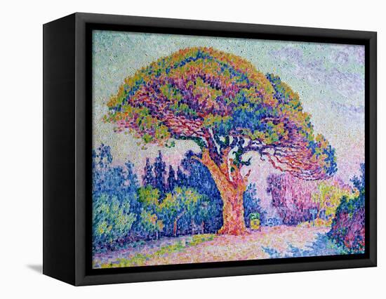 The Pine Tree at St. Tropez, 1909-Paul Signac-Framed Premier Image Canvas