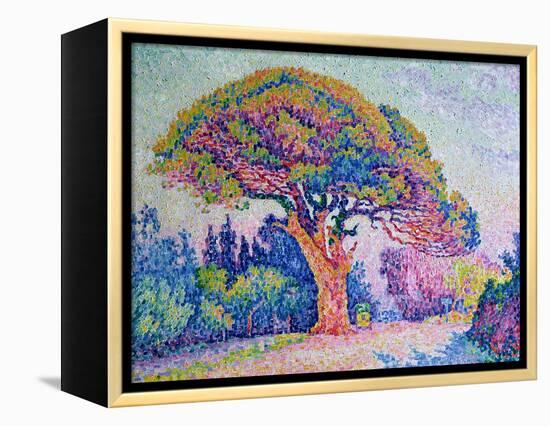 The Pine Tree at St. Tropez, 1909-Paul Signac-Framed Premier Image Canvas