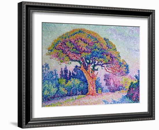 The Pine Tree at St. Tropez, 1909-Paul Signac-Framed Giclee Print