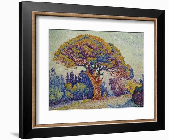 The Pine Tree at St, Tropez, 1909-Paul Signac-Framed Giclee Print