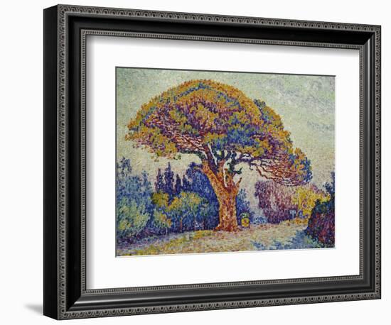 The Pine Tree at St, Tropez, 1909-Paul Signac-Framed Giclee Print