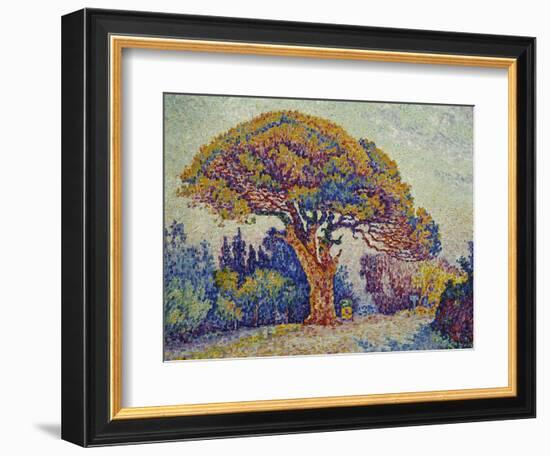 The Pine Tree at St, Tropez, 1909-Paul Signac-Framed Giclee Print