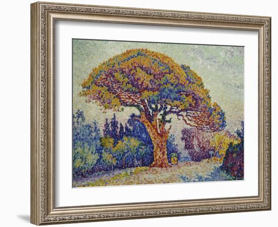 The Pine Tree at St, Tropez, 1909-Paul Signac-Framed Giclee Print