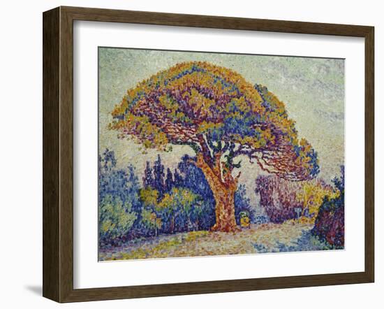 The Pine Tree at St, Tropez, 1909-Paul Signac-Framed Giclee Print