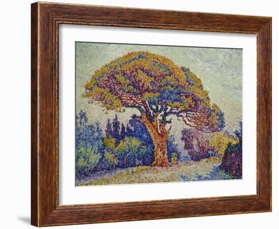 The Pine Tree at St, Tropez, 1909-Paul Signac-Framed Giclee Print