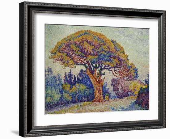 The Pine Tree at St, Tropez, 1909-Paul Signac-Framed Giclee Print