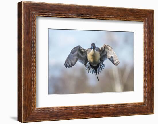 The Pintail duck (Anas acute) has a wide geographic distribution across northern latitudes.-Richard Wright-Framed Photographic Print