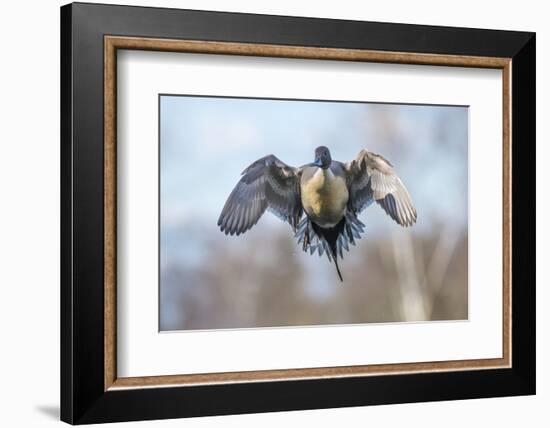 The Pintail duck (Anas acute) has a wide geographic distribution across northern latitudes.-Richard Wright-Framed Photographic Print