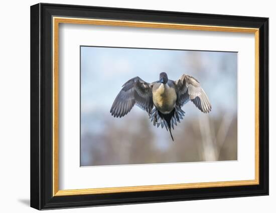 The Pintail duck (Anas acute) has a wide geographic distribution across northern latitudes.-Richard Wright-Framed Photographic Print