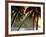 The Pitons, Soufriere, St. Lucia-null-Framed Photographic Print