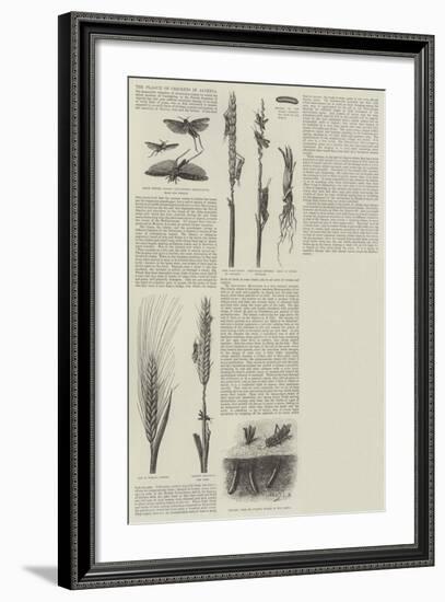 The Plague of Crickets in Algeria-null-Framed Giclee Print