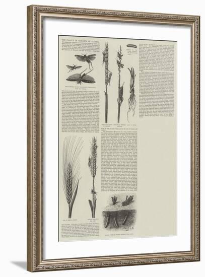 The Plague of Crickets in Algeria-null-Framed Giclee Print