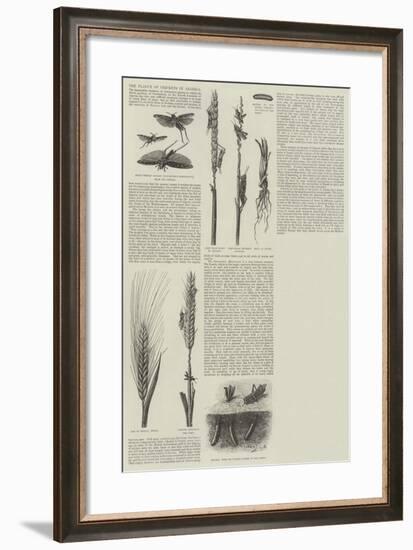 The Plague of Crickets in Algeria-null-Framed Giclee Print
