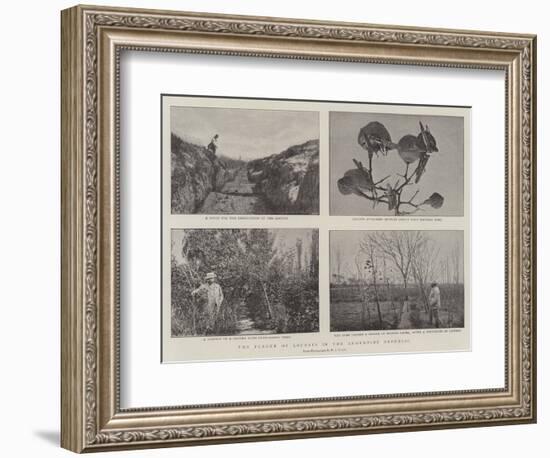 The Plague of Locusts in the Argentine Republic-null-Framed Giclee Print