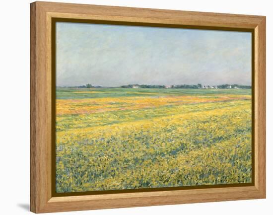 The Plain of Gennevilliers, Yellow Fields; La Plaine De Gennevilliers, Champs Jaunes, 1884 (Oil on-Gustave Caillebotte-Framed Premier Image Canvas