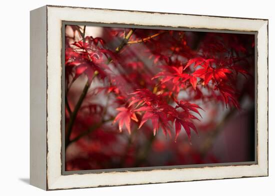 The Poetry of Life-Philippe Sainte-Laudy-Framed Premier Image Canvas