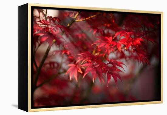 The Poetry of Life-Philippe Sainte-Laudy-Framed Premier Image Canvas