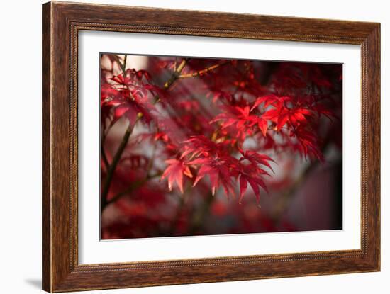 The Poetry of Life-Philippe Sainte-Laudy-Framed Photographic Print