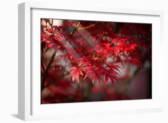 The Poetry of Life-Philippe Sainte-Laudy-Framed Photographic Print
