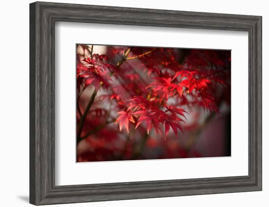 The Poetry of Life-Philippe Sainte-Laudy-Framed Photographic Print