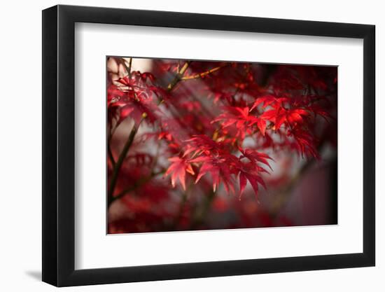 The Poetry of Life-Philippe Sainte-Laudy-Framed Photographic Print