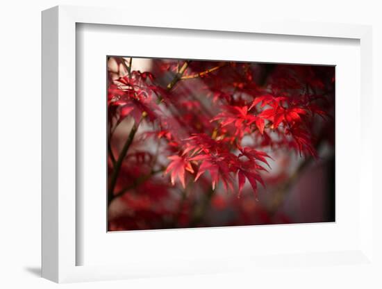 The Poetry of Life-Philippe Sainte-Laudy-Framed Photographic Print