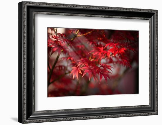 The Poetry of Life-Philippe Sainte-Laudy-Framed Photographic Print