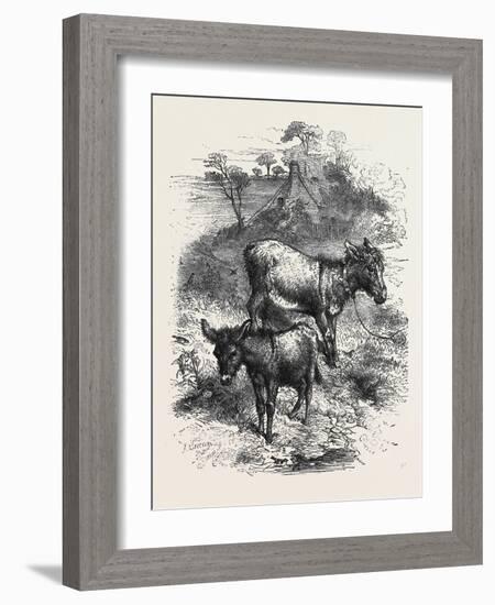 The Poetry of Nature: the Young Ass-Harrison William Weir-Framed Giclee Print