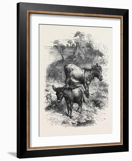 The Poetry of Nature: the Young Ass-Harrison William Weir-Framed Giclee Print