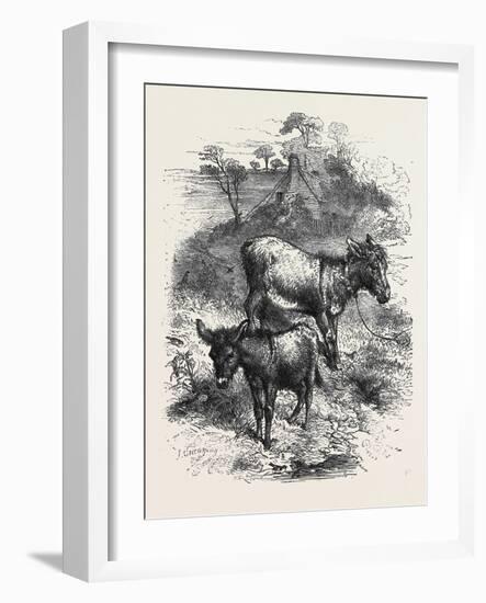 The Poetry of Nature: the Young Ass-Harrison William Weir-Framed Giclee Print