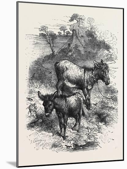 The Poetry of Nature: the Young Ass-Harrison William Weir-Mounted Giclee Print