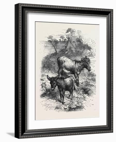 The Poetry of Nature: the Young Ass-Harrison William Weir-Framed Giclee Print