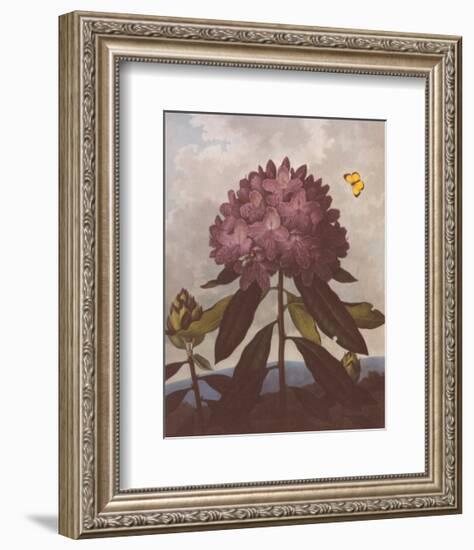 The Pontic Rhododendron-Dr^ Robert J^ Thornton-Framed Art Print