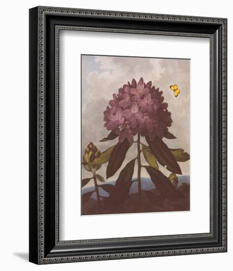 The Pontic Rhododendron-Dr^ Robert J^ Thornton-Framed Art Print